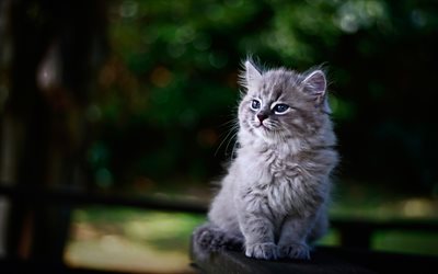 4k, Persian kitten, gray cat, cute animals, bokeh, cats, domestic cats, pets, gray kitten, Persian Cat