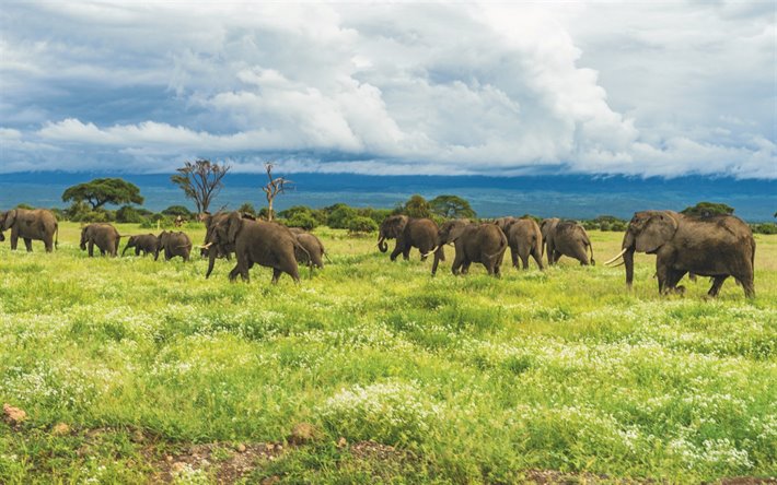 elefantes, a vida selvagem, manada de elefantes, savannah, animais selvagens, &#193;frica