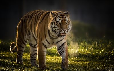 tiger, wildlife, sunset, predator