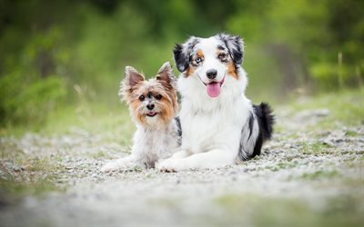 ヨークシャー-テリア, 友達, かわいい犬, 豪州羊飼い, ペット, 友情の概念, aussies, 犬