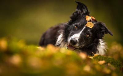 border collie, cute dog, autumn, yellow leaves, black and white dog, pets
