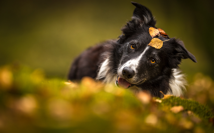 border collie, sevimli k&#246;pek, sonbahar, sarı yapraklar, siyah ve beyaz k&#246;pek, evcil hayvan