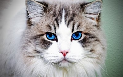 Gato persa, ojos azules, suaves gato, close-up, blanco, gato, gatos, hocico, los gatos dom&#233;sticos, mascotas, whiite Gato persa, animales lindos, persa