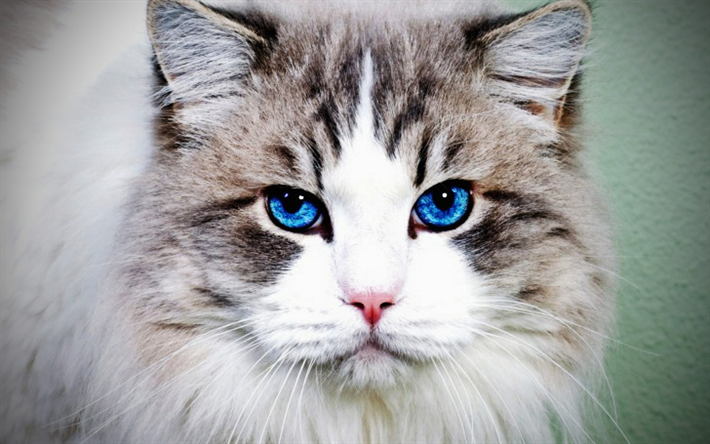 Chat persan, yeux bleus, moelleux chat, close-up, blanc, chat, chats, museau, les chats domestiques, les animaux de compagnie, vert Chat persan, des animaux mignons, persan
