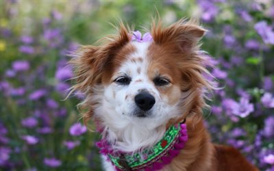 Chihuahua, cute brown dog, decorative breeds of dogs, pets, dogs