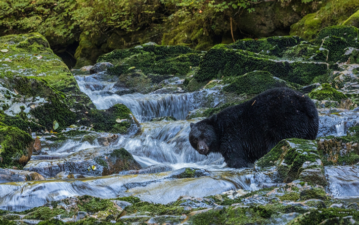 Baribal, Urso Preto, predador, a vida selvagem, floresta, ursos, EUA