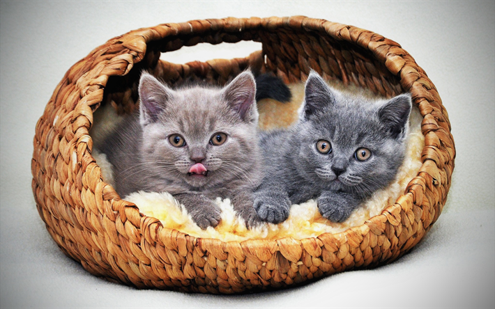 British Shorthair, kittens, gray cat, close-up, basket, domestic cat, yellow eyes, pets, cats, cute animals, British Shorthair Cat