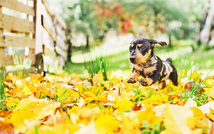Download wallpapers Dachshund, autumn, dogs, close-up, colorful dachshund, pets, cute animals