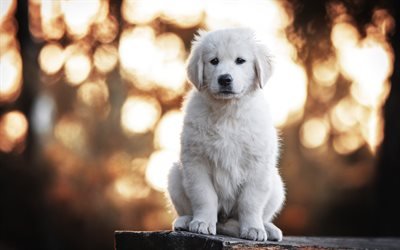 blanco peque&#241;o labrador, blanco, cachorro, mascotas, animales lindos, retriever, perros
