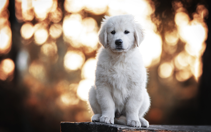 small white labrador, white puppy, pets, cute animals, retriever, dogs