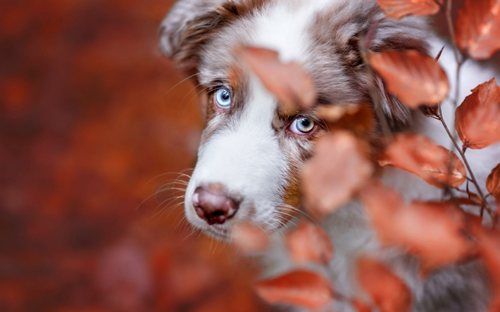 Pastor Australiano, cachorro pequeno, olhos azuis, animais de estima&#231;&#227;o, animais fofos, outono, vermelho listia, branca filhote de cachorro, australiano
