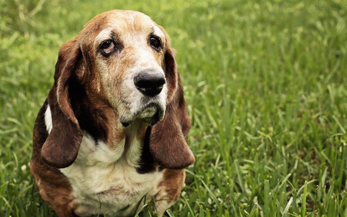 Basset hound, prato, simpatici animali, verde, erba, animali domestici, cani, Basset hound Dog