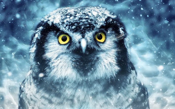 Owl, artwork, wildlife, night, predatory bird, Strigiformes