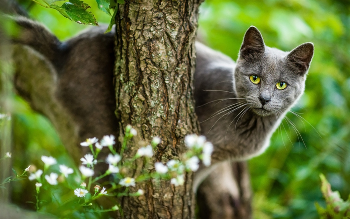 短髪は灰色猫, 緑の芝生, ブラー, ペット, グレーの大きな猫, かわいい動物たち, 緑色の瞳を, 猫