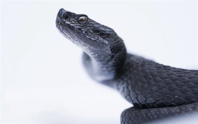 R&#246;dbukad svart orm, reptil, svart orm, giftig orm, farliga djur