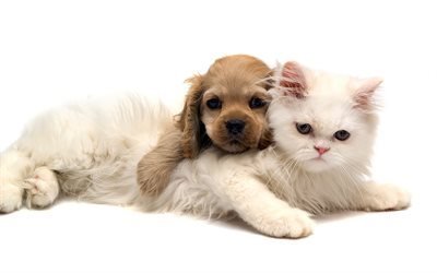 white fluffy cat, puppy, cute animals, friendship, cat and dog