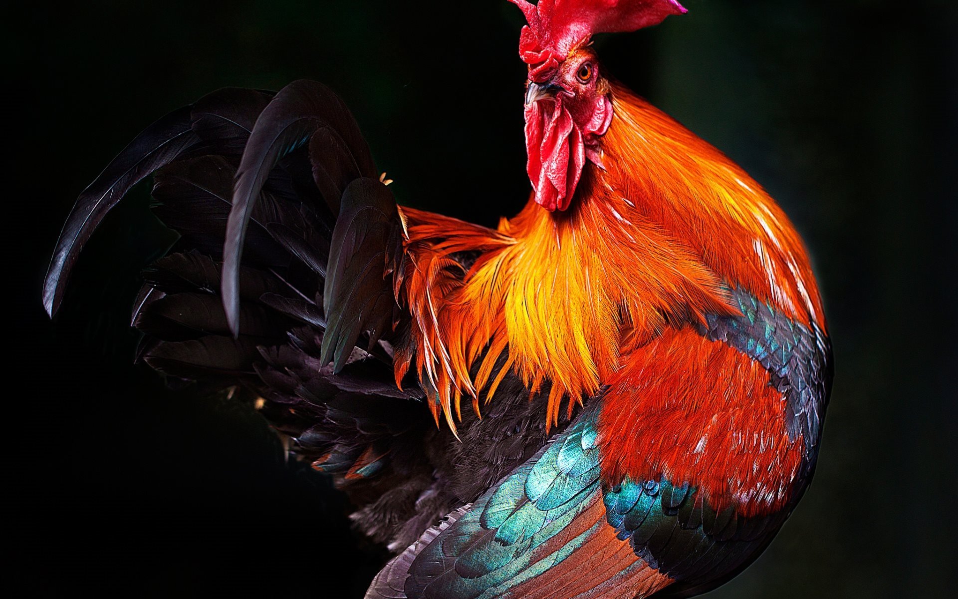 Rooster Wallpaper Vintage Stock Photos  Free  RoyaltyFree Stock Photos  from Dreamstime
