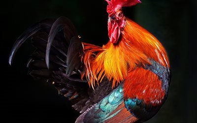 le coq, symbole de 2017, de la ferme, de la volaille, des plumes