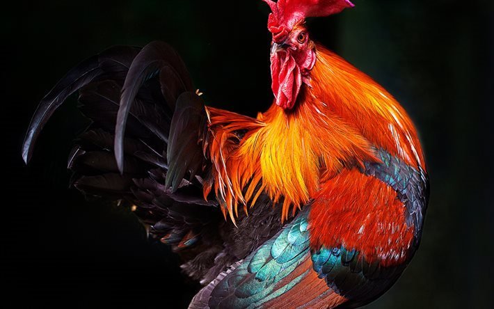 le coq, symbole de 2017, de la ferme, de la volaille, des plumes