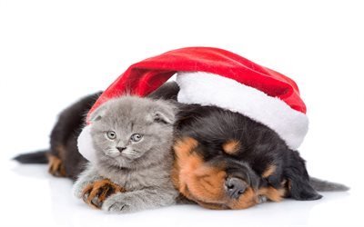 New Year, dog and cat, kitten and puppy rottweiler, Christmas, cat