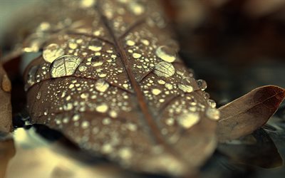 dry leaf, drops of water, dew, autumn