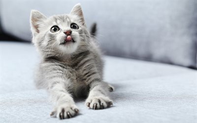 gray cat, kitten, cats, pets, cute animals