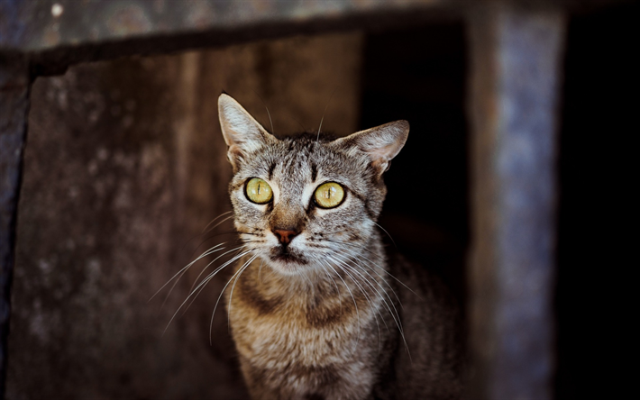 American shorthair gato, animais fofos, animais de estima&#231;&#227;o, gatos