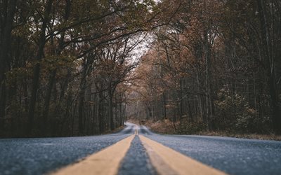 autumn forest, dry fallen trees, asphalt road, USA