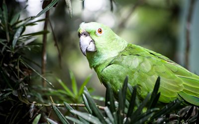 Great green macaw, green birds, parrots, Ara ambiguus