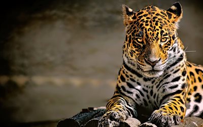 leopard, 4k, Panthera pardus, predators, wildlife