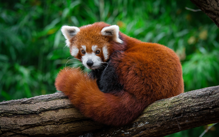 Menor panda, el panda rojo, la vida silvestre, lindo oso de peluche, bosque