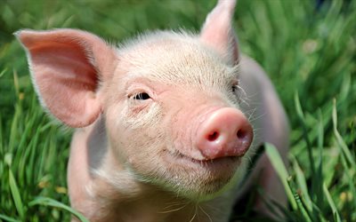 pink pig, funny animals, symbol of 2019, pig, farm, green grass