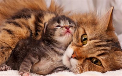 cat and kitten British shorthair cats, mother and cub, cute animals, fluffy kitten, cats
