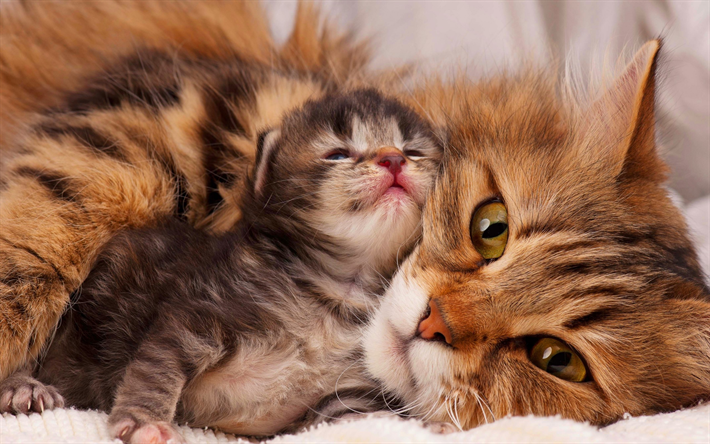 猫と子猫のイギリスshorthair猫, 母と子, かわいい動物たち, ふかふかの猫, 猫