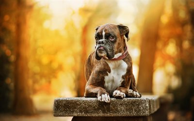 Boxer Dog, autumn, pets, brown boxer, forest, cute animals, dogs, Boxer