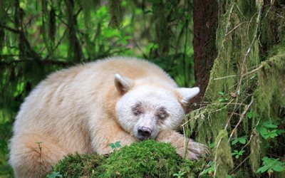 Kermode Bear, spirit bear, sleeping bear, Wildlife, Forest, British Columbia, Canada, Ursus americanus kermodei