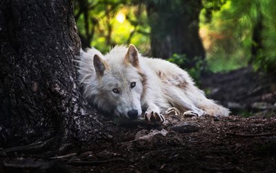 white wolf, forest, summer, predators, wildlife, wolf, Canis lupus arctos