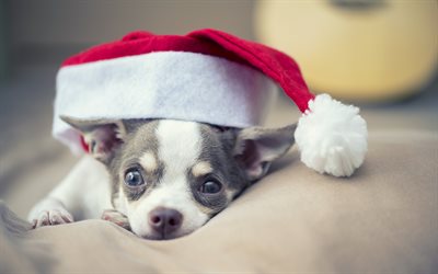 Christmas, Chihuahua, small dog, cute animals, New Year, dogs, Santa hat