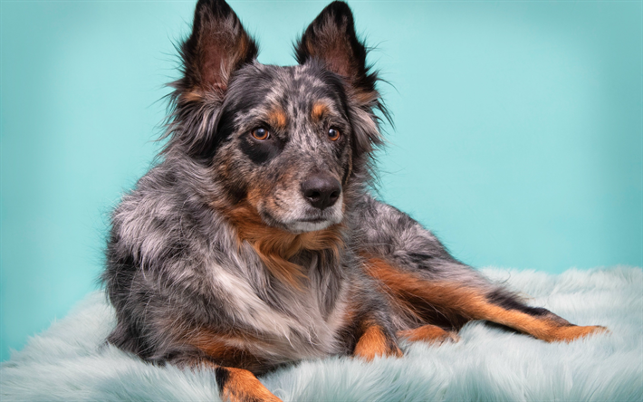 Le Berger australien, beau gris chien, Aussie, les animaux de compagnie, chien tachet&#233; de gris, de mignons animaux, chiens