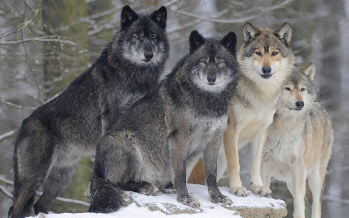 オオカミ, パック, 野生動物, 敵, 冬, 雪, 森林, パオオカミ
