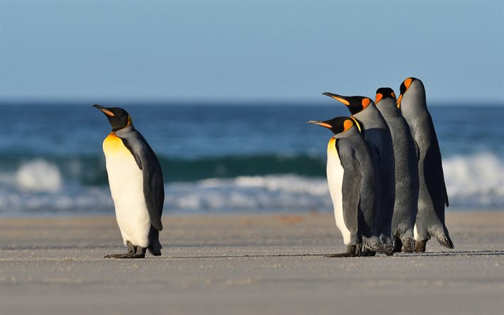 pingouins, c&#244;te, plage, faune, pingouin, Antarctique, oc&#233;an Antarctique