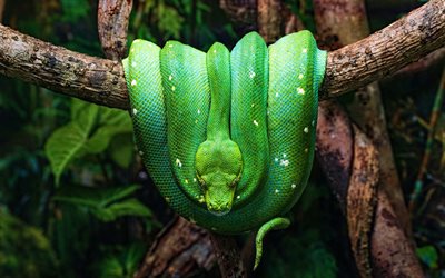 Python arbre vert, 4k, faune, jungle, serpent vert, Morelia viridis, serpents