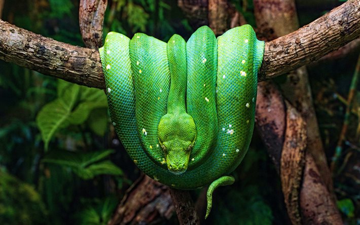 Pit&#227;o verde, 4k, vida selvagem, selva, cobra verde, Morelia viridis, cobras