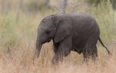 elefante pequeno, animais fofos, África, elefante cinza, vida selvagem, animais selvagens, elefantes
