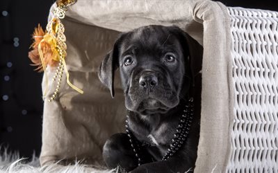 Cane Corso, black puppy, 4k, small dog, cute animals, pets