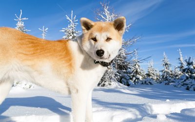 Akita, big dog, pets, Japanese dogs, winter, snow, Japan, 4k