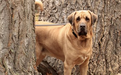 Tanskan Mastiffi, Broholmer, lemmikit, suuri koira, ruskea koira