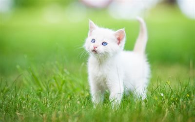 Turkish Angora, 4k, kitten, pets, cute animals, cats, Turkish Angora Cat