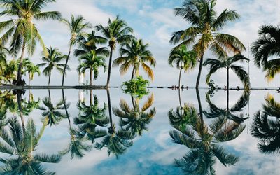 Tropikerna, 4k, sommar, havet, palms, resort