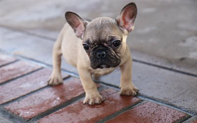 French Bulldog, 4k, small brown puppy, cute animals, small dog